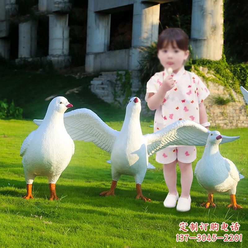 南京和平鸽唤醒内心的宁静