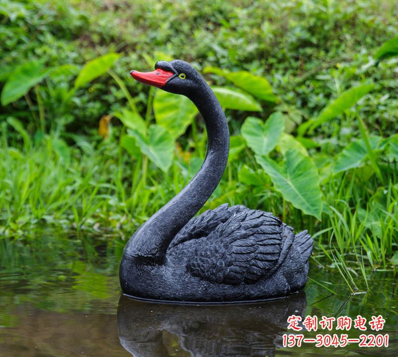 南京黑天鹅婉约鱼尾,完美呈现园林水塘水景