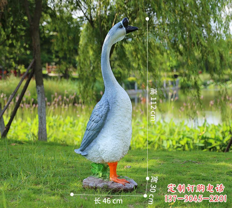 南京站立立脖灰色天鹅